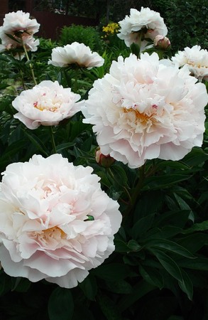 Пион Травянистый Гардения (Gardenia)
