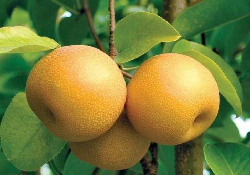 Груша колоновидная Хосу(китайская Нэши)